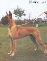 Ch Vulcan Des Terres  De La Rairie