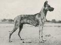 Ingo Doggensport