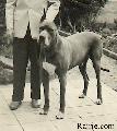Othello Von Der Gartenau