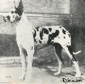 Ch Dolf Von St Magn