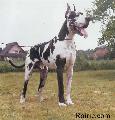 Quint Vom Solling