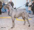 Ch Morgane De Montbreuil