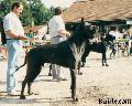 Ch Volpone Des Fauvelles