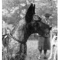 Norma Von Dietrichseck