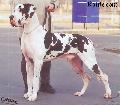 Ch Amon Dog Eros Buczu