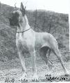 Ch Dinga Von  Albatros