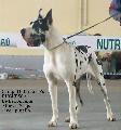 Duchessa-a
