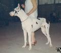 Ch Astrid Von Preussenblut