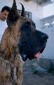 Brindle Schwarzenegger De Vinazas