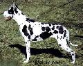 Agria Ipulse