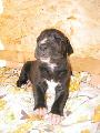 Rocco Bocca Dtigre