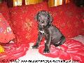 Roxane Bocca Dtigre