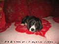 Romina Bocca Dtigre