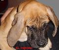 Al-capone Von Yellow Storm