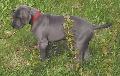 Bullcronans Kvicksilver