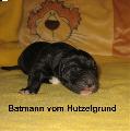 Batmann Vom Hutzelgrund