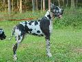 Ozzie From Valvasors Land