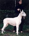 Angelica Daneboa