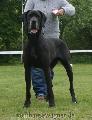 Wonne Vom Mephisto