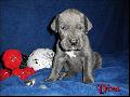Diva Von Blue Ground