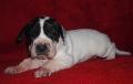 Cinnamon Beaux Chiens