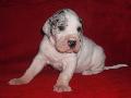 Caya Beaux Chiens