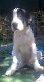 Etax Beaux Chiens