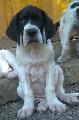 Enzio Beaux Chiens