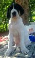 Eldin Beaux Chiens
