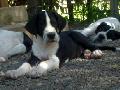 Ember Beaux Chiens