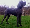 Aslan Von Der Via Vinea