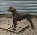 Jingel Bell Von Blue Ground