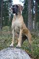 Pipa Rendog