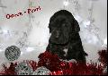 Queen-Pearl Von Blue Ground