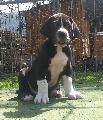 Gerome Beaux Chiens