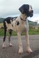 Gill Beaux Chiens