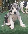 Giselle Beaux Chiens