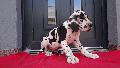 IDog Von Schlesien