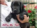 Billy the Kid Von Blue Ebony