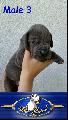 Bruno Banani Von Blue Ground