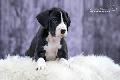 Surfer-Daisy von der Wolfshhle