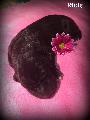 Leni Beaux Chiens