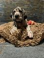 Baroness von der Kroepelwarthe