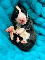 Arweds Jack Sparrow vom ADENAUERPARK