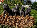 Bruno Vom Hause Wagner