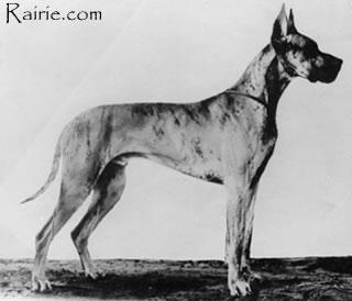 Kant Doggensport