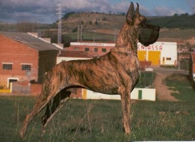 Ch Lostia De Garaba