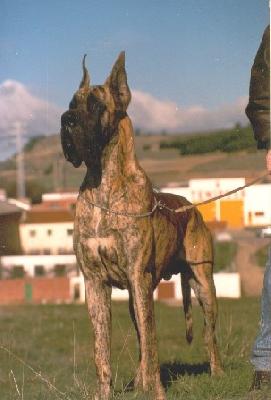 Ch Lostia De Garaba