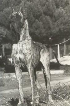 Ch Lostia De Garaba