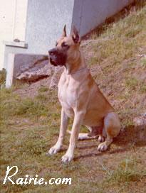 Ch Steff De Tapendiola